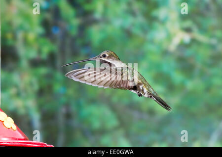 lange-billed Starthroat Kolibri (Heliomaster Longirostris) einzelne Männchen bei Kolibri feeder Stockfoto
