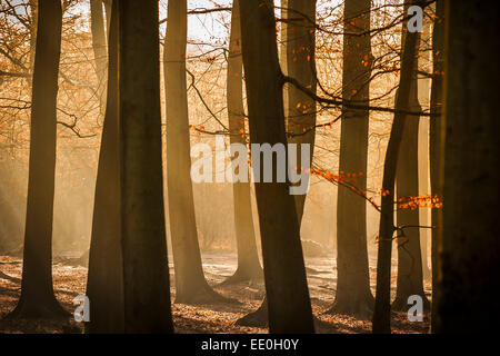 Am frühen Morgensonnenlicht in einem herbstlichen Essex Waldgebiet. Stockfoto