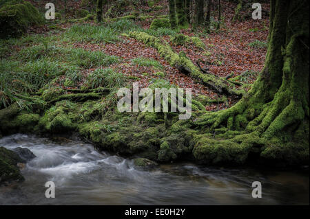 Der Fluss Fowey durch Golitha fällt National Nature Reserve in Cornwall. Stockfoto