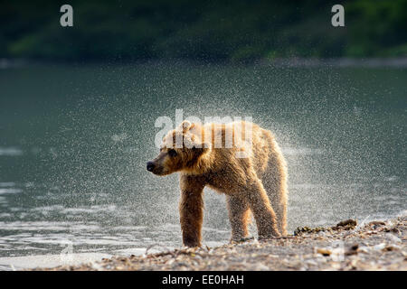 Brauner Bär schüttelt es hat Fell trocken Stockfoto