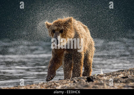 Brauner Bär schüttelt es hat Fell trocken Stockfoto