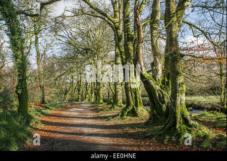 Der Fluss Fowey durch Golitha fällt National Nature Reserve in Cornwall. Stockfoto