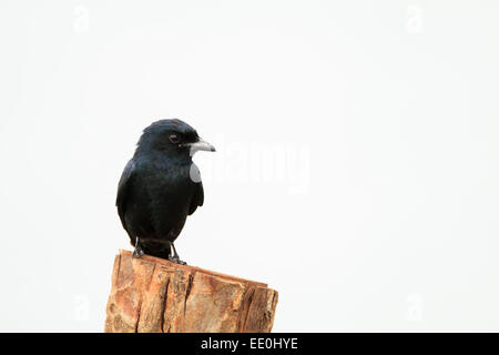 Schwarz-Drongo (Dicrurus Macrocercus) thront auf Post. Laem Pak Bia. Thailand. Stockfoto