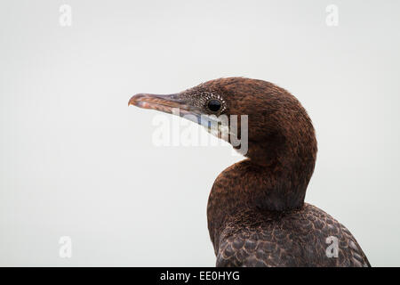 Kormoran (Phalacrocorax Niger) Kopf Bildnis. Laem Pak Bia. Thailand. Stockfoto