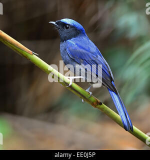 Blauer Vogel, männliche große Niltava (Niltava Grandis), stehend auf einem Ast, Seitenprofil Stockfoto