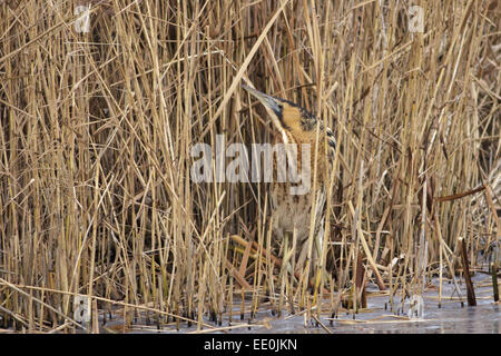 Eine Rohrdommel unter dem Schilf auf einem zugefrorenen See. Stockfoto