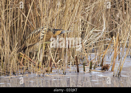 Eine Rohrdommel unter dem Schilf auf dem zugefrorenen See. Stockfoto