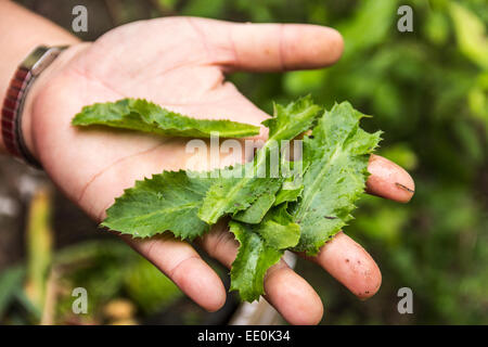 Pflücken frische Kräuter aus dem Biogarten für Thai-Kochkurs bei einem Thai-Kochschule in der Nähe von Chiang Mai in Thailand. Stockfoto