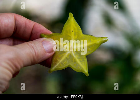 Ein Stück vom Star-Obst aus dem Biogarten eine Thai Kochschule in Thailand. Stockfoto