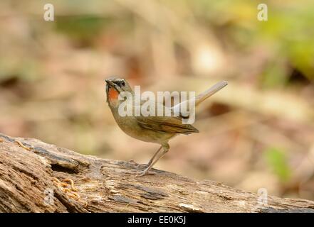 schöne männliche sibirische Rubythroat (Luscinia Calliope) auf Anhöhe Stockfoto