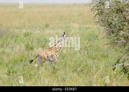 Eine Baby-Giraffe (Giraffa Plancius) Wandern in Serengeti Nationalpark, Tansania Stockfoto