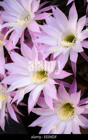 Nahaufnahme von Blumen auf einer Echinopsis Oxygona Kaktus. Stockfoto