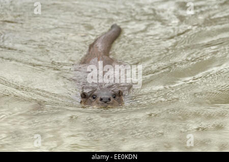 Fischotter-Lutra Lutra schwimmt. Stockfoto