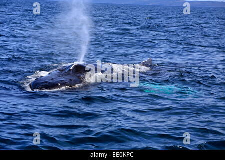 Ein Buckelwal in der Bay Of Fundy ruht auf der Oberfläche, die bläst oder klingen bereit, wieder tauchen. Stockfoto