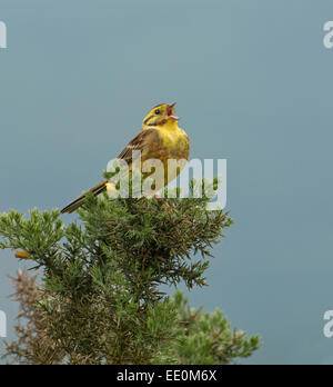 Männlichen Goldammer Emberiza Citrinella gehockt Gorse-Ulex, singen. Stockfoto