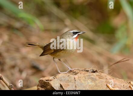 schöne männliche sibirische Rubythroat (Luscinia Calliope) auf Anhöhe Stockfoto