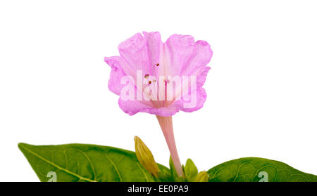 04:00 Blume isolierten auf weißen Hintergrund Stockfoto