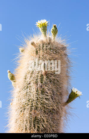 Blühender Kaktus auf Isla Incahuasi, Uyuni Salz flach, Altiplano, Bolivien, Südamerika Stockfoto