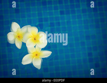 Frangipani Blüten im Blauwasser Stockfoto