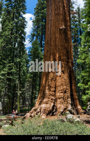 Touristen posieren vor dem General Sherman Tree, eines der größten in der Welt, Sequoia Nationalpark, Kalifornien, USA Stockfoto