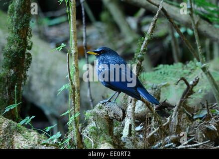 schöne blaue Pfeifen Drossel (Myiophoneus Caeruleus) in Thai Wald Stockfoto