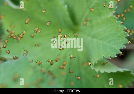 Araneus Diadematus Jungspinnen entstanden neu Stockfoto