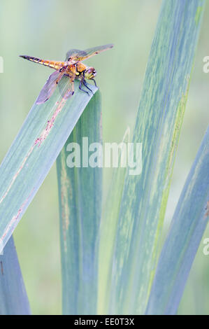 Ein vier-spotted Chaser (Libellula Quadrimaculata) landet auf den Blättern einer Pflanze gelbe Flagge Iris in Südwales. Stockfoto