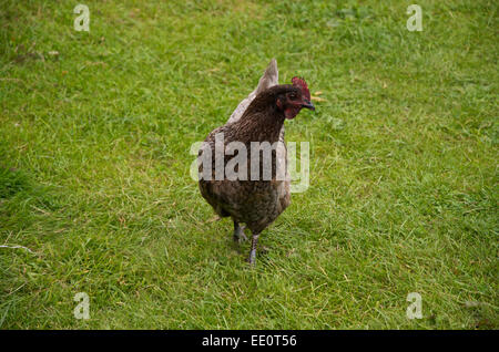 Speckledy Hen auf Rasen Stockfoto