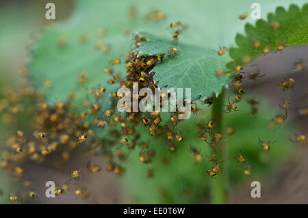 Araneus Diadematus Jungspinnen entstanden neu Stockfoto
