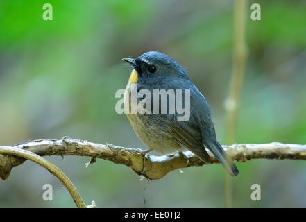 schöne männliche Snowy-browed Fliegenschnäpper (Ficedula Hyperythra) Possing auf dem Ast Stockfoto