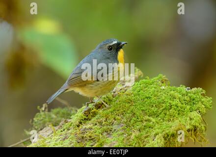 schöne männliche Snowy-browed Fliegenschnäpper (Ficedula Hyperythra) Possing auf dem Ast Stockfoto