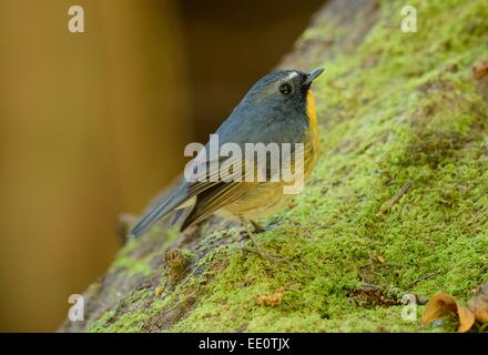 schöne männliche Snowy-browed Fliegenschnäpper (Ficedula Hyperythra) Possing auf dem Ast Stockfoto