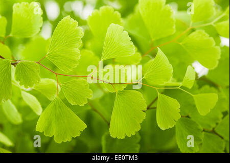 Schwarz-tausend Farn Branch (Venushaarfarns Capillus-Veneris) Stockfoto