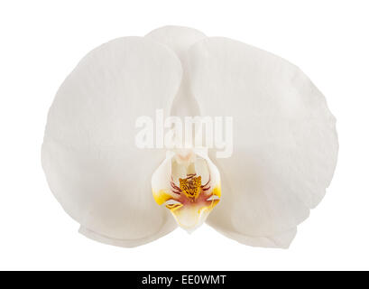 weiße Orchidee Blume isoliert auf weißem Hintergrund Stockfoto