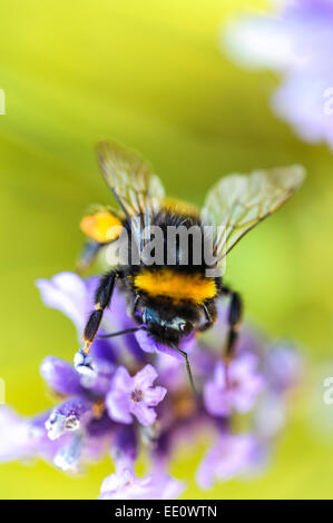 Biene auf Lavendel Stockfoto