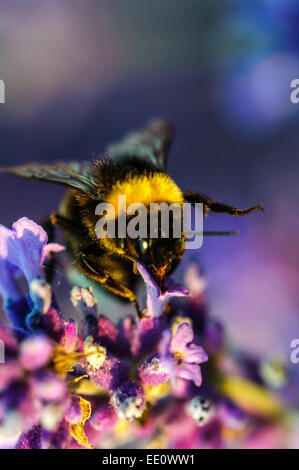 Biene auf Lavendel Stockfoto