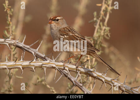 Ein White – gekrönter Spatz ruht auf einem dornigen Barsch. Stockfoto