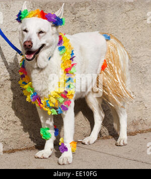 Hund im Halloween-Kostüm Stockfoto