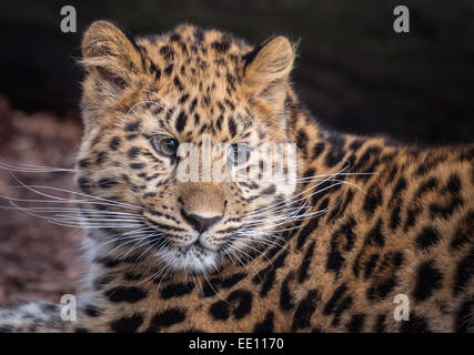 Weibliche Amur Leopard Cub Blick in Richtung Kamera Stockfoto