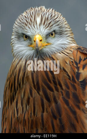 Falkner Jonathan Marshall mit einem roten Drachen. Stockfoto