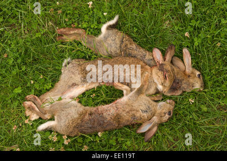 Tote Kaninchen in ein Shooting mit einer Schrotflinte getötet. Stockfoto