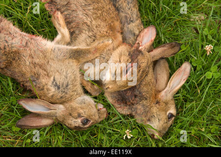 Tote Kaninchen in ein Shooting mit einer Schrotflinte getötet. Stockfoto