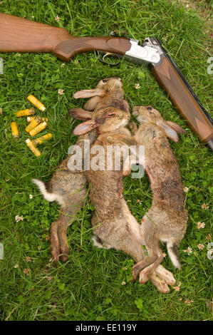 Tote Kaninchen in ein Shooting mit einer Schrotflinte getötet. Stockfoto