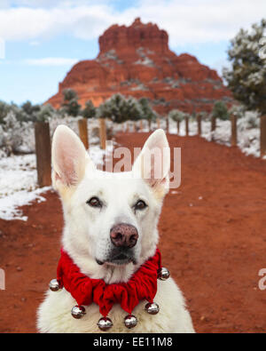 Weiße Schäferhund tragen Bell-Halsband auf dem Bell Rock Weg Stockfoto