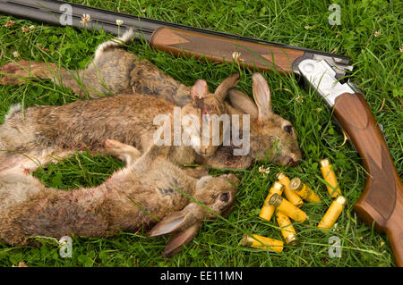 Tote Kaninchen in ein Shooting mit einer Schrotflinte getötet. Stockfoto