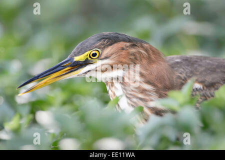 Eine juvenilen grün-backed Heron im Toruguero Nationalpark, Costa Rica. Stockfoto