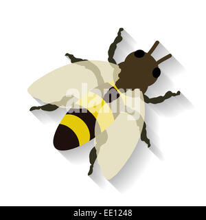 Realistische Honigbiene isoliert auf weißem Hintergrund. Vektor-Illustration EPS 10. Stockfoto