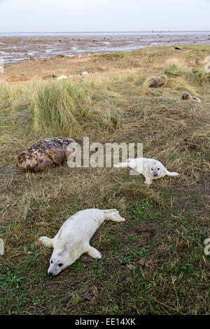 Graue Dichtungen Erwachsenen und jungen Halichoerus Grypus, Donna Nook nationalen Charakter behalten, Lincolnshire, England, UK Stockfoto