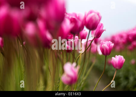 Reihen von frischen Tulpen auf dem Feld in Mount Vernon, Washington State, während jährliche Tulpenfest Stockfoto