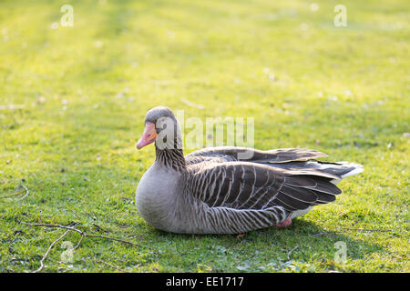 Graugans, Anser anser ruht auf einer Wiese im Frühjahr Stockfoto